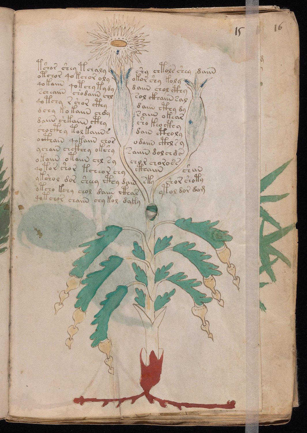 Herbal Page 27